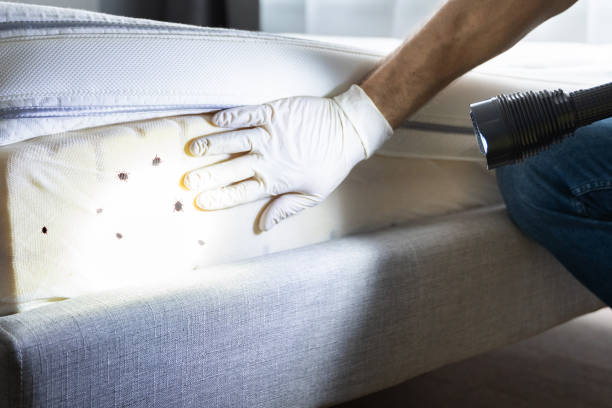 Best Pest Control Treatment  in Capitan, NM