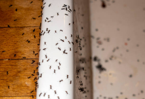 Best Affordable Pest Control Services  in Capitan, NM