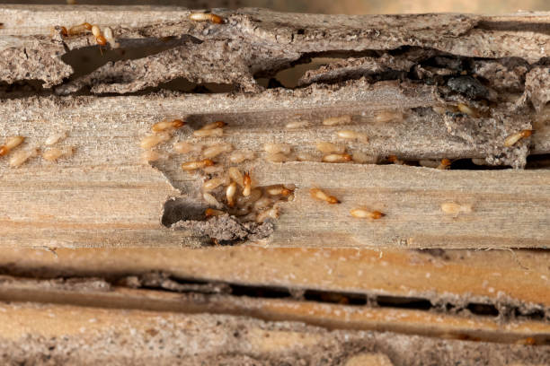 Best Best Pest Control Companies  in Capitan, NM