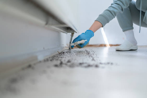 Best Local Pest Control Services  in Capitan, NM